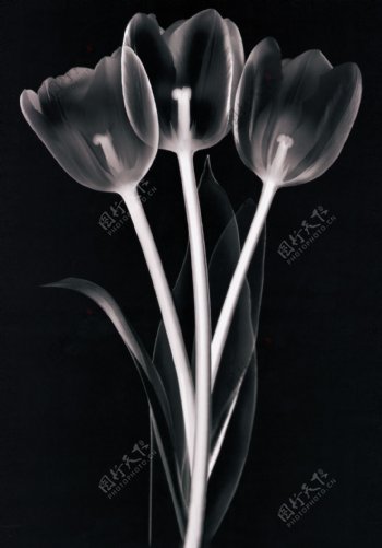 X光射线下的花朵图片