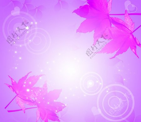 粉色枫叶图片