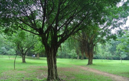 公园里的树林图片