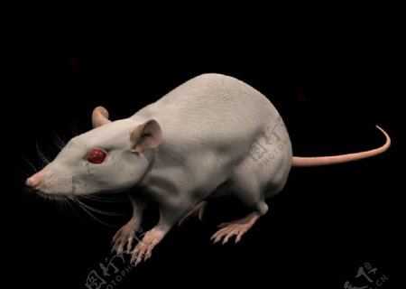 老鼠模型3DS图片