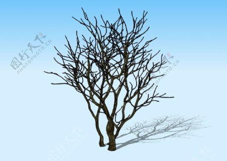 枯树3D模型图片