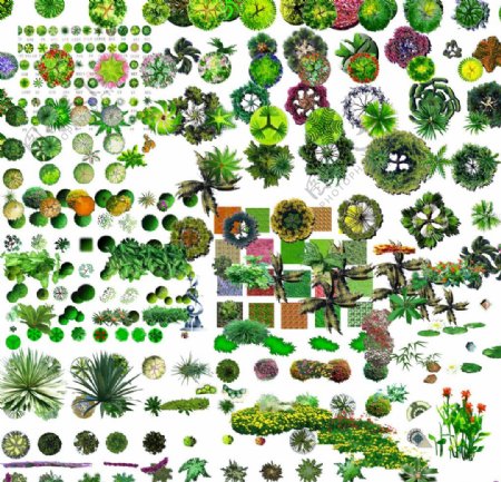 平面配景植物图片
