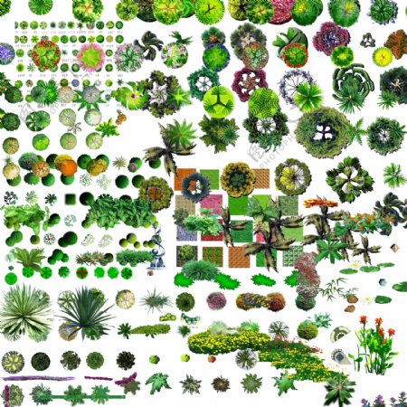 平面配景植物图片