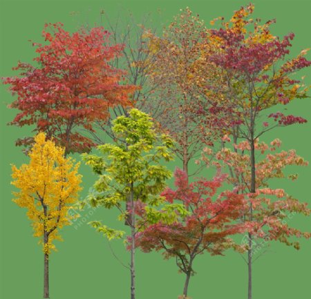 色叶树素材图片
