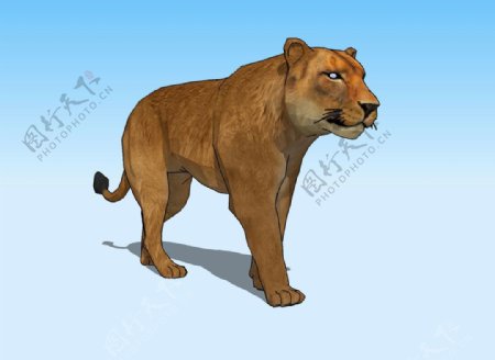 狮子3D模型图片