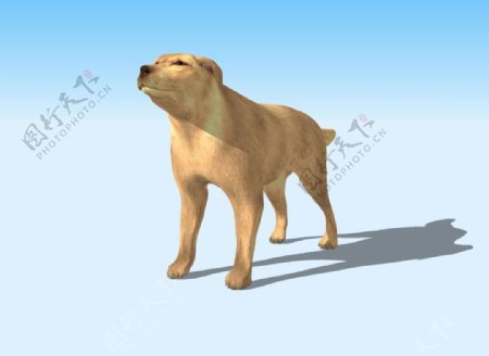 小狗3D模型图片