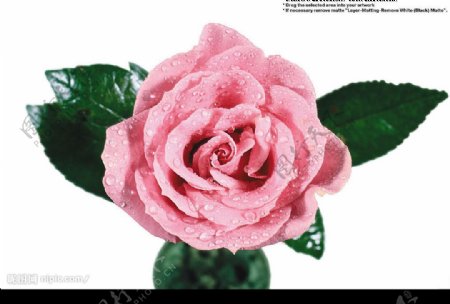 国外高精度多角度花卉摄影集合图片