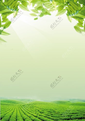 绿色背景图片