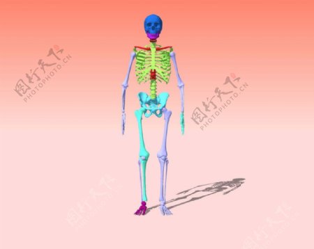 人体骨骼精细3D模型图片