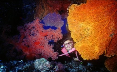 凯恩斯大堡礁海底珊瑚处潜泳图片