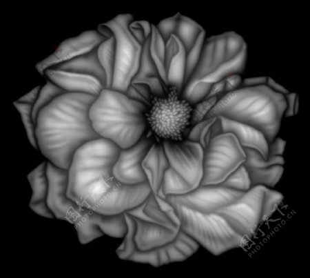 玫瑰花浮雕灰度图图片