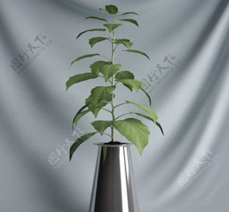 3D盆栽植物模型图片