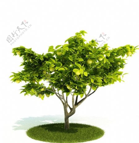3D绿色树木模型图片