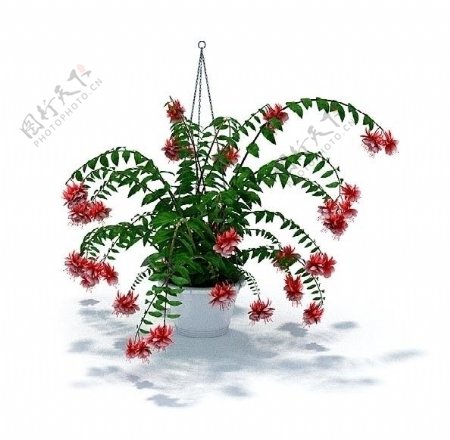3D室内装饰植物模型图片