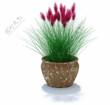 盆栽植物3D模型图片