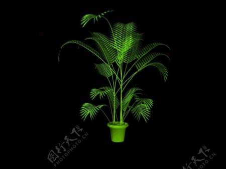 3D植物模型图片