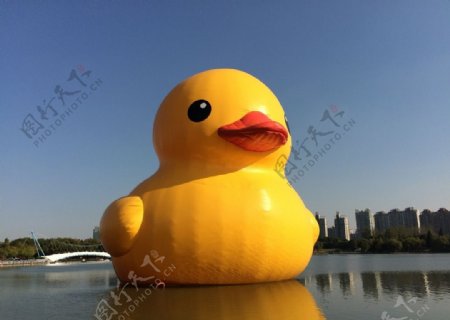 大黄鸭在上海图片