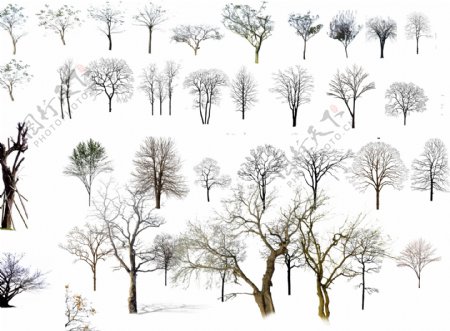冬天的树干后期素材图片