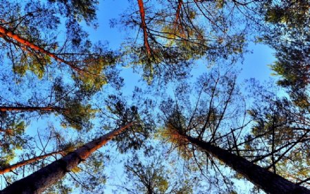 蓝天下的树木图片