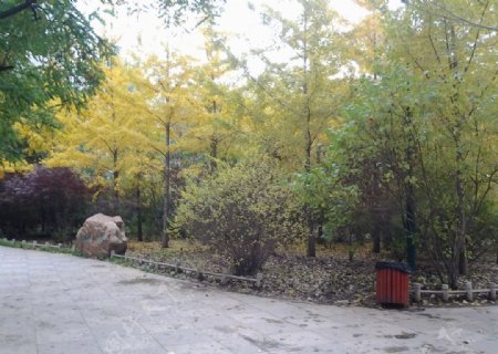 秋日公园图片