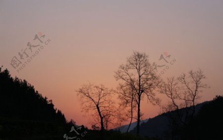 夕阳与树图片