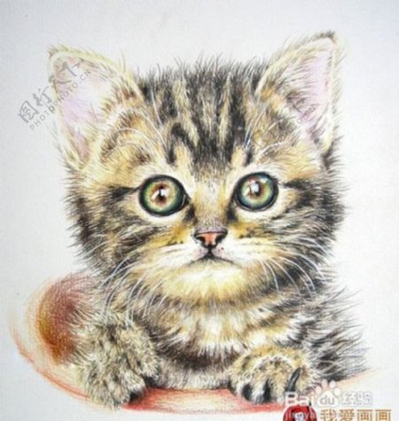 彩色铅笔画猫咪图片