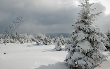 冬季森林雪景图片