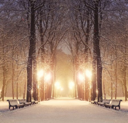 冬夜公园图片