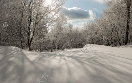 冬季森林雪景图片