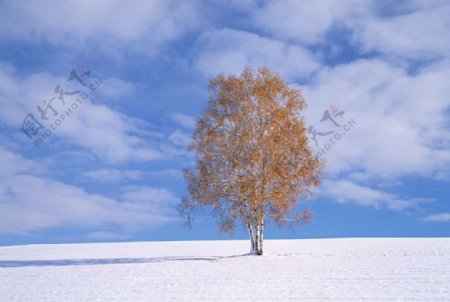 雪景自然景观图片