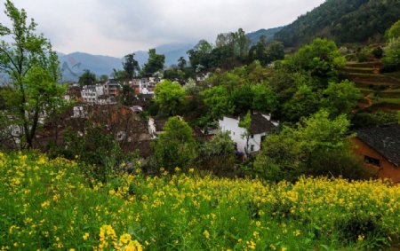 婺源查平坦村图片