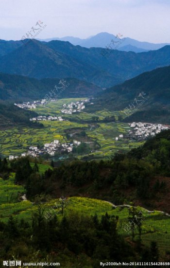 江岭梯田油菜花图片