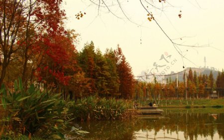 运河公园秋色图片