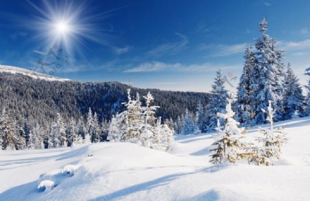 冬季雪景图片