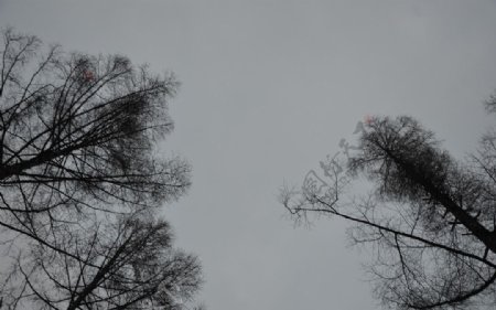 树木与天空图片