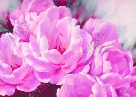 粉色花卉油画图片