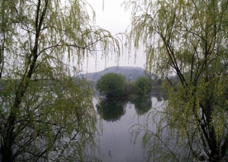 桃子湖雨景图片