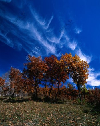 秋天中的蓝天白去图片