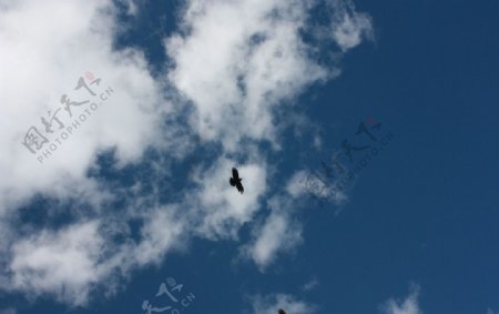翱翔的鹰图片