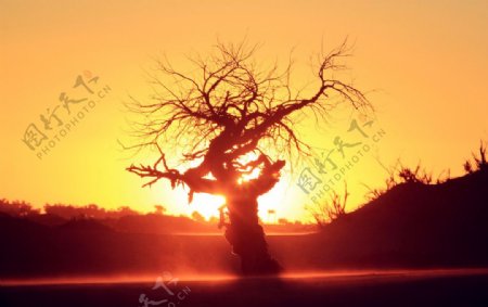 落日树木图图片