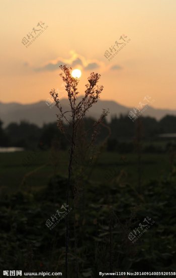 夕阳天空阳光植物图片