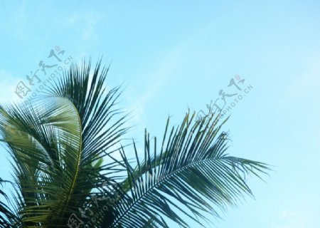 椰子叶子图片