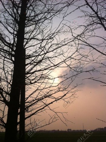 枯树背后的夕阳图片