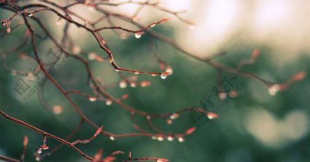 春雨图片