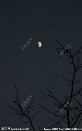 冬夜月影图片