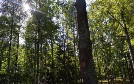 树林中的一缕光线图片