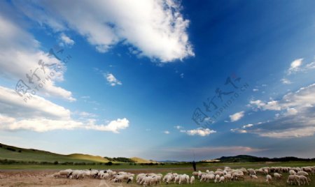 大自然羊群图片