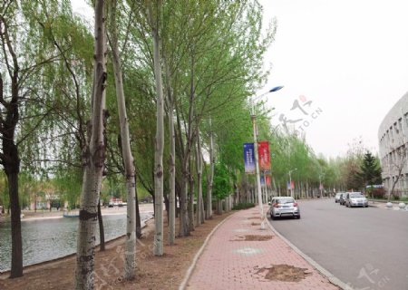春天路边初绿的树木图片