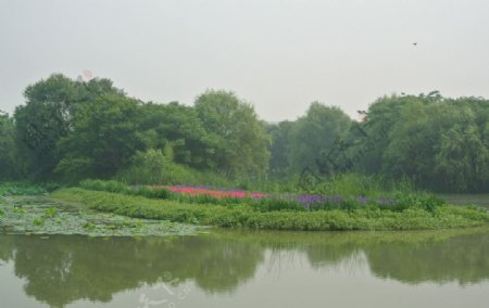 西溪湿地一景图片