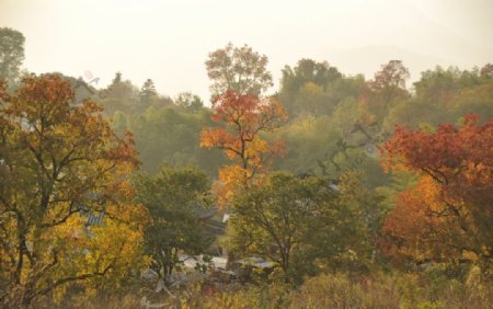 黄山红树林图片